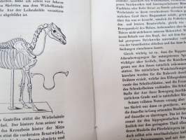 Hippologische Beiträge, vom Akadem. A. von Middendorff (Mit drei lithographirten Tafeln.) 16 / 28 Märtz 1855 St. Petersbourg -tieteelliseen sarjajulkaisuun