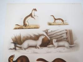 Hermelin, Småvesla, Iller, Mänk, Utter -painokuva Schlachter &amp; Seedorff, Stockholm, 1873, teoksesta &quot;Atlas öfver Skandinaviens Däggdjur&quot; -print