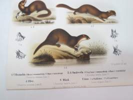 Hermelin, Småvesla, Iller, Mänk, Utter -painokuva Schlachter &amp; Seedorff, Stockholm, 1873, teoksesta &quot;Atlas öfver Skandinaviens Däggdjur&quot; -print
