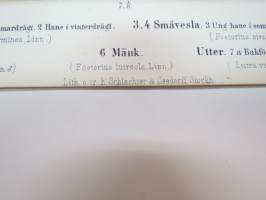 Hermelin, Småvesla, Iller, Mänk, Utter -painokuva Schlachter &amp; Seedorff, Stockholm, 1873, teoksesta &quot;Atlas öfver Skandinaviens Däggdjur&quot; -print