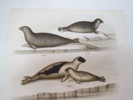 Spräcklig Säl, Ringlad Säl, Gröndals Säl, Gråsäl -painokuva Schlachter &amp; Seedorff, Stockholm, 1873, teoksesta &quot;Atlas öfver Skandinaviens Däggdjur&quot; -print