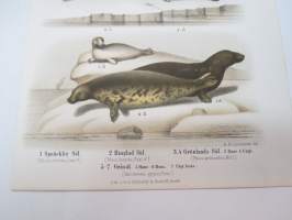 Spräcklig Säl, Ringlad Säl, Gröndals Säl, Gråsäl -painokuva Schlachter &amp; Seedorff, Stockholm, 1873, teoksesta &quot;Atlas öfver Skandinaviens Däggdjur&quot; -print