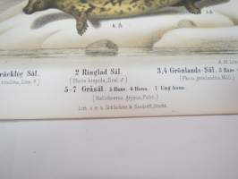 Spräcklig Säl, Ringlad Säl, Gröndals Säl, Gråsäl -painokuva Schlachter &amp; Seedorff, Stockholm, 1873, teoksesta &quot;Atlas öfver Skandinaviens Däggdjur&quot; -print