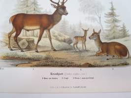 Kronhjort / saksanhirvi -painokuva Schlachter &amp; Seedorff, Stockholm, 1873, teoksesta &quot;Atlas öfver Skandinaviens Däggdjur&quot; -print