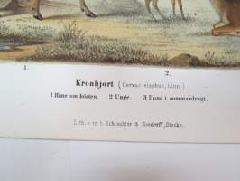 Kronhjort / saksanhirvi -painokuva Schlachter &amp; Seedorff, Stockholm, 1873, teoksesta &quot;Atlas öfver Skandinaviens Däggdjur&quot; -print