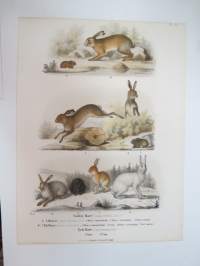 Vanlig Hare, Mohare, Fjellhare, Tysk Hare / Jänis -painokuva Schlachter &amp; Seedorff, Stockholm, 1873, teoksesta &quot;Atlas öfver Skandinaviens Däggdjur&quot; -print