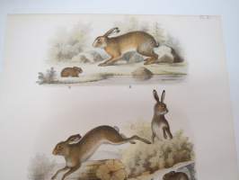 Vanlig Hare, Mohare, Fjellhare, Tysk Hare / Jänis -painokuva Schlachter &amp; Seedorff, Stockholm, 1873, teoksesta &quot;Atlas öfver Skandinaviens Däggdjur&quot; -print