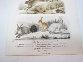 Vanlig Hare, Mohare, Fjellhare, Tysk Hare / Jänis -painokuva Schlachter &amp; Seedorff, Stockholm, 1873, teoksesta &quot;Atlas öfver Skandinaviens Däggdjur&quot; -print