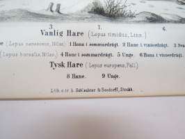 Vanlig Hare, Mohare, Fjellhare, Tysk Hare / Jänis -painokuva Schlachter &amp; Seedorff, Stockholm, 1873, teoksesta &quot;Atlas öfver Skandinaviens Däggdjur&quot; -print