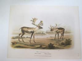 Ren - Poro -painokuva Schlachter &amp; Seedorff, Stockholm, 1873, teoksesta &quot;Atlas öfver Skandinaviens Däggdjur&quot; -print