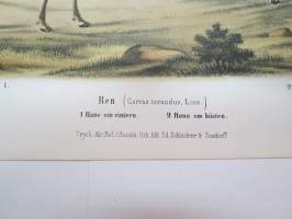 Ren - Poro -painokuva Schlachter &amp; Seedorff, Stockholm, 1873, teoksesta &quot;Atlas öfver Skandinaviens Däggdjur&quot; -print
