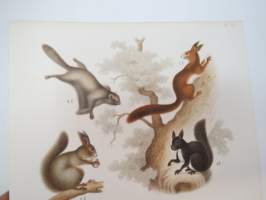 Ekorre, Flygande Ekorre, Hasselmus, Långsvansad Buskråtta, Svart Råtta -painokuva Schlachter &amp; Seedorff, Stockholm, 1873, teoksesta &quot;Atlas öfver Skandinaviens