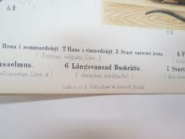 Ekorre, Flygande Ekorre, Hasselmus, Långsvansad Buskråtta, Svart Råtta -painokuva Schlachter &amp; Seedorff, Stockholm, 1873, teoksesta &quot;Atlas öfver Skandinaviens