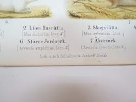 Stor Husråtta, Liten husråtta, Skogsråtta, Dvergråtta, Större Jordsork, Åkersork -painokuva Schlachter &amp; Seedorff, Stockholm, 1873, teoksesta &quot;Atlas öfver