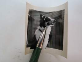 Lassie-koira III -valokuva / photograph