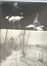 Taidevalokuva - talvi ja kesän kukat  18x24 cm  2 kpl
