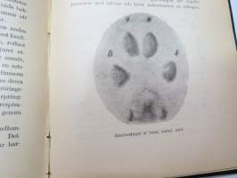 Jagtbasra däggdjurs gångarter och spår (metsästettävien nisäkkäiden jälkiä ja kulkutapoja) -game footprints and tracks