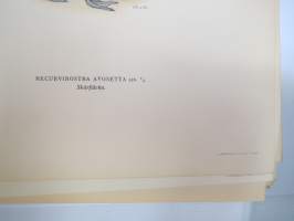 Avosetti - skärfläcka -Svenska fåglar, von Wright, 1927-29, painokuva -print