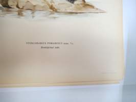 Leveäpyrstökihu - bredstjärtad labb -Svenska fåglar, von Wright, 1927-29, painokuva -print