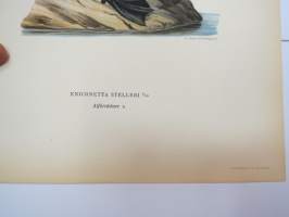 Allihaahka - alförrädare -Svenska fåglar, von Wright, 1927-29, painokuva -print