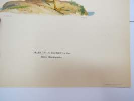 Tylli - större strandpipare -Svenska fåglar, von Wright, 1927-29, painokuva -print