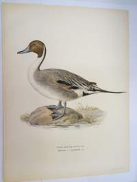 Rödhalsad gås, punakaulainen hanhi (Branta Ruficollis) -Svenska fåglar, von Wright, 1927-29, painokuva -print