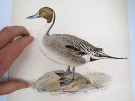 Rödhalsad gås, punakaulainen hanhi (Branta Ruficollis) -Svenska fåglar, von Wright, 1927-29, painokuva -print