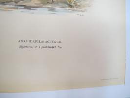 Rödhalsad gås, punakaulainen hanhi (Branta Ruficollis) -Svenska fåglar, von Wright, 1927-29, painokuva -print