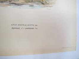 Punakaulainen hanhi - rödhalsad gås -Svenska fåglar, von Wright, 1927-29, painokuva -print