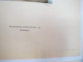 Sothöna - nokikana -Svenska fåglar, von Wright, 1927-29, painokuva -print