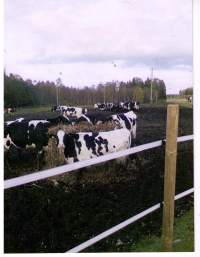 Lehmiä ulkonan