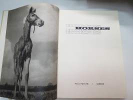 Horses