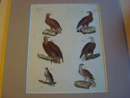 Petolintu gravyyri, kuparipiirros, käsinväritetty, 1800-luvun alusta, alkuperäinen, paspiksen koko noin 31 cm x 37,5 cm. Paspis on laadukas ja taustapahvi on