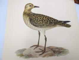 Kapaustarinta - Ljungpipare - Charadrius (Pluvialis) Apricarius Lin -Svenska fåglar, von Wright, 1927-29, painokuva -print