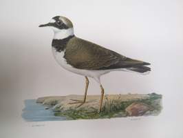 Pikkutylli - Mindre strandpipare - Charadrius dubius curonicus -Svenska fåglar, von Wright, 1927-29, painokuva -print
