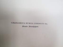 Pikkutylli - Mindre strandpipare - Charadrius dubius curonicus -Svenska fåglar, von Wright, 1927-29, painokuva -print