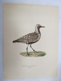 Tundrakurmitsa - Kustpipare - Squatarola squatarola - Mindre strandpipare - Charadrius dubius curonicus -Svenska fåglar, von Wright, 1927-29, painokuva -print