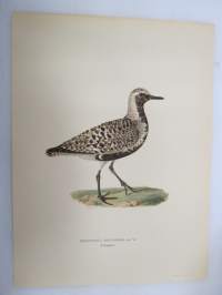 Tundrakurmitsa - Kustpipare - Squatarola squatarola - Mindre strandpipare - Charadrius dubius curonicus -Svenska fåglar, von Wright, 1927-29, painokuva -print