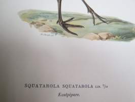 Tundrakurmitsa - Kustpipare - Squatarola squatarola - Mindre strandpipare - Charadrius dubius curonicus -Svenska fåglar, von Wright, 1927-29, painokuva -print