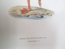 Lyhytnokkahanhi - Spetsbergsgås - Anser Brachyrhynchus -Svenska fåglar, von Wright, 1927-29, painokuva -print