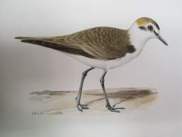 Mustajalkatylli - Svartbent strandpipare - Charadrius (Leucopolius) Alexandrinus -Svenska fåglar, von Wright, 1927-29, painokuva -print