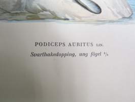 Mustakurkku-uikku - Svarthakedopping - Podiceps Auritus -Svenska fåglar, von Wright, 1927-29, painokuva -print