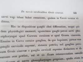 Symbolae ad anatomiam comparatam nervorum animalium vertebratorum, auctore E.J. Bonsdorff. II. Nervi cerebralis Gruis cinereae (kurki), painokuvat piirtänyt Magnus