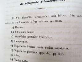 Bidrag till blodkärlsystemets jemförande anatomie, af E.J. Bonsdorff. III. Portven Systemet hos Gadus Lola  (made), painokuvan piirtänyt Magnus von Wright,