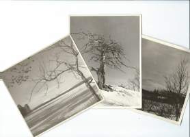 1950-luvun Lappia / Jylhää kauneutta - valokuva 9x13  cm 3 kpl isokokoisia