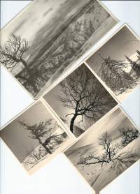 1950-luvun Lappia / tuulen tuivertamat - valokuva  5 kpl
