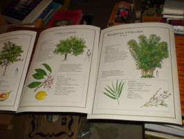Alberi &amp; foglie - Puiden lehti kasvisto 4 kansiota = 120 lehteä - puut