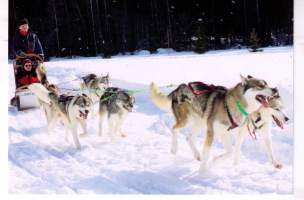 Terveiset Urjalan Tourunkulmalta! Iloinen koiravaljakko  talvipäivillä