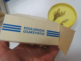 Kankaankynsisammal - Visualmaster muovipreparaatti - Koulumuovi Oy -kouluissa käytetty havaintomalli 1950-luvun lopusta