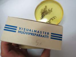 Kankaankynsisammal - Visualmaster muovipreparaatti - Koulumuovi Oy -kouluissa käytetty havaintomalli 1950-luvun lopusta